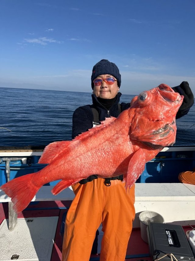 ベニアコウ(オオサガ)