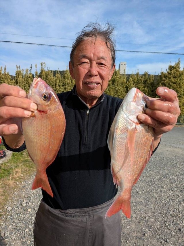 ハナダイ(チダイ)