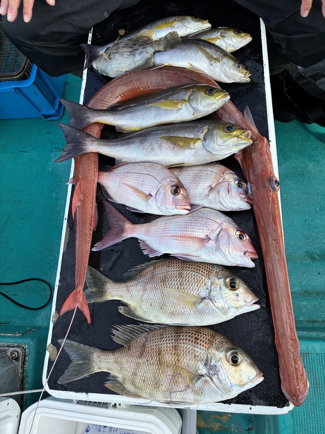 マダイ・チダイ・グレ(メジナ)・メイチダイ