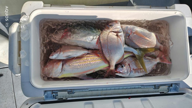 ハナダイ(チダイ)