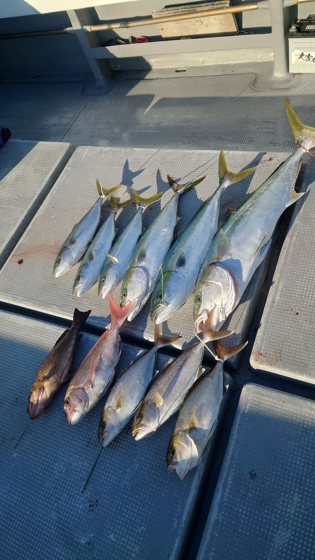 マダイ・ヤズ(ブリ)・ヒラマサ・ネリゴ(カンパチ)