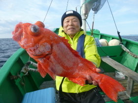 ベニアコウ(オオサガ)