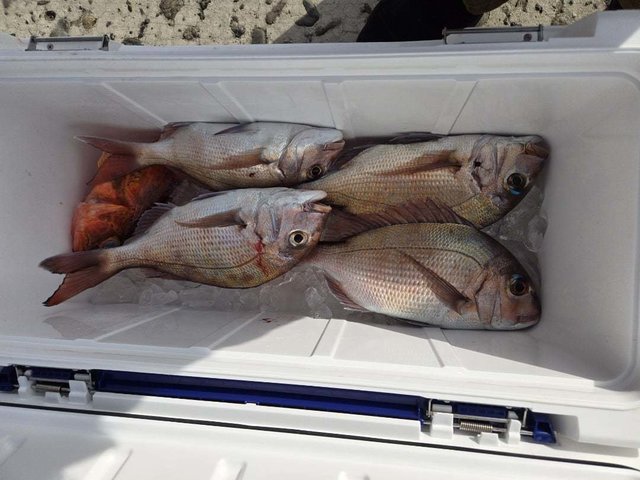 マダイ・カサゴ