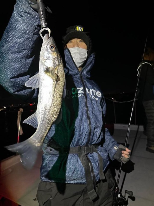 シーバス(スズキ)