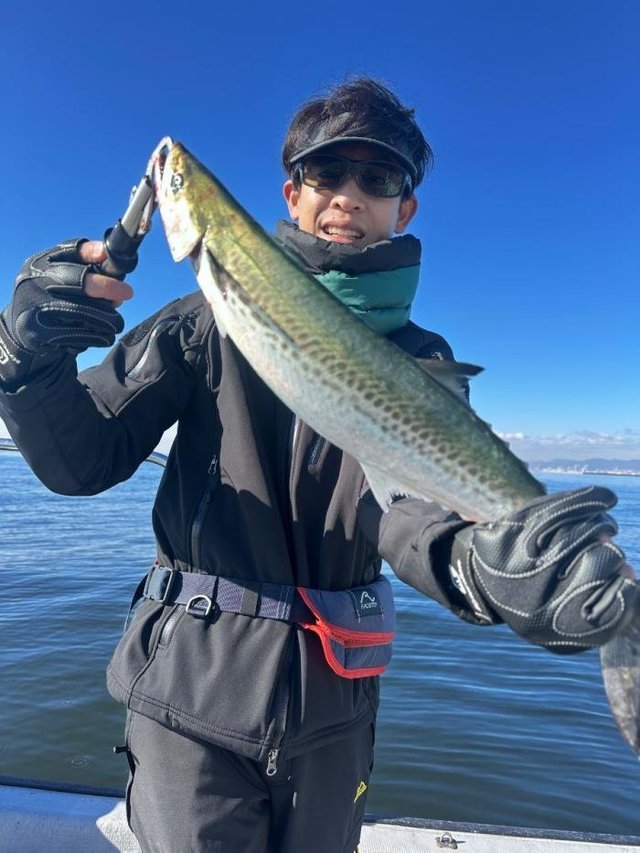 サゴシ(サワラ)