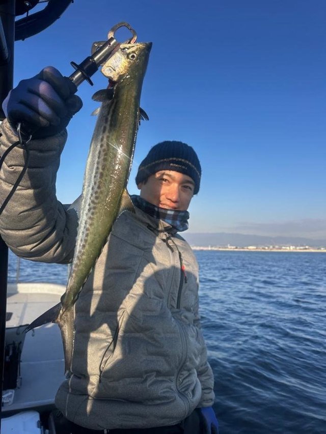 サゴシ(サワラ)