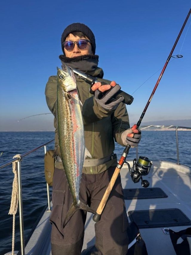 サゴシ(サワラ)