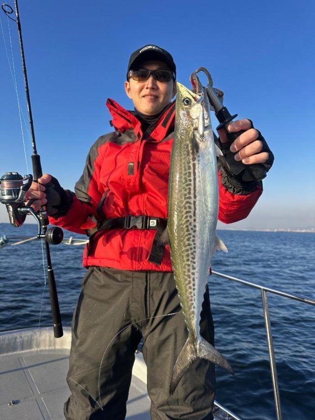 サゴシ(サワラ)