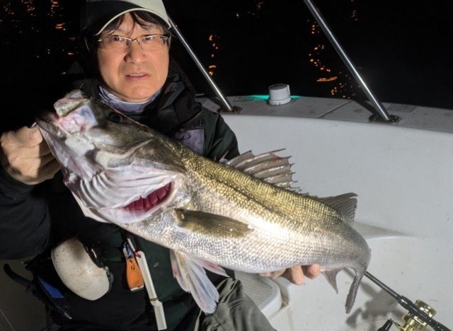 シーバス(スズキ)