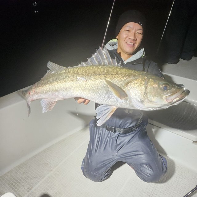 シーバス(スズキ)