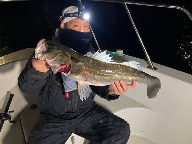 シーバス(スズキ)