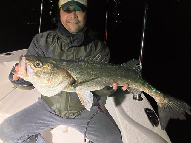 シーバス(スズキ)