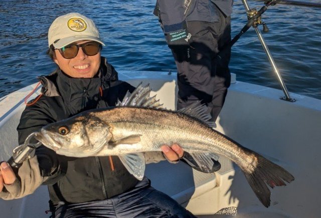 シーバス(スズキ)