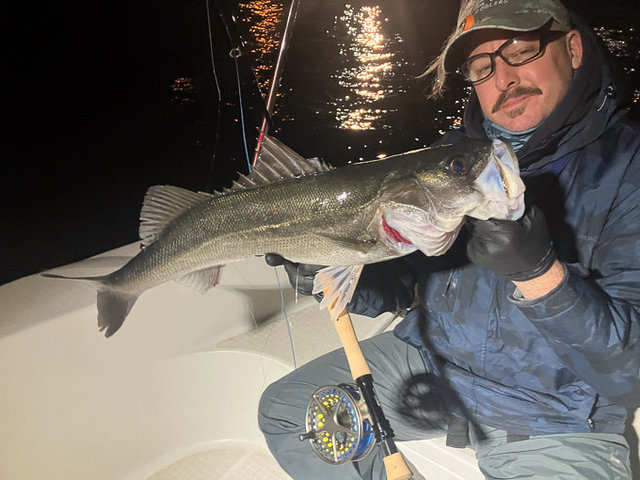 シーバス(スズキ)