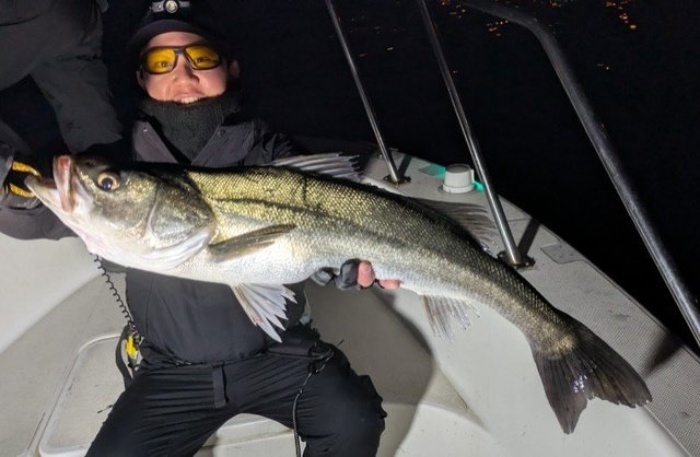 シーバス(スズキ)