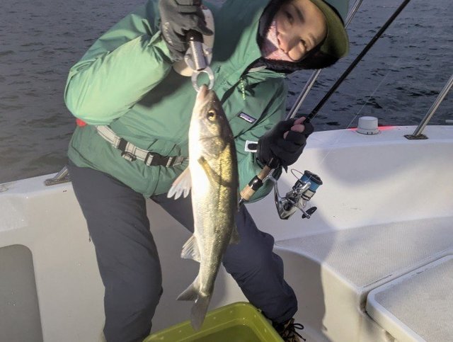 シーバス(スズキ)