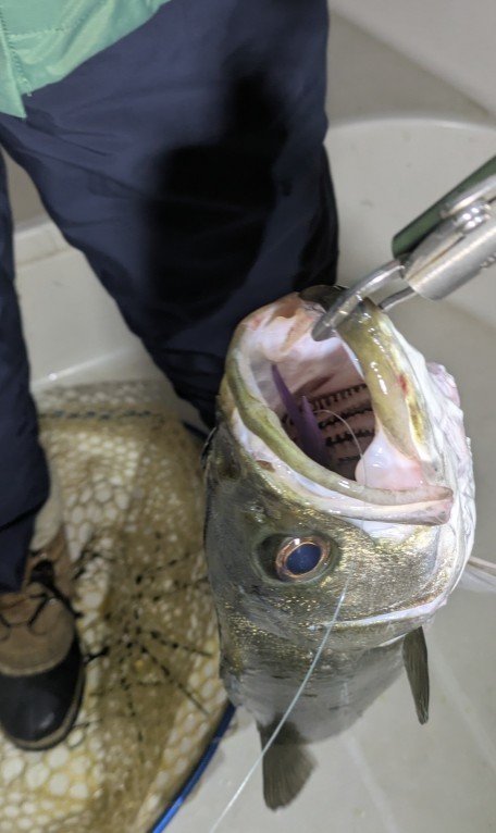 シーバス(スズキ)