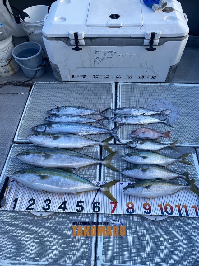 アジ(マアジ)・ハマチ(ブリ)・メジロ(ブリ)・サゴシ(サワラ)