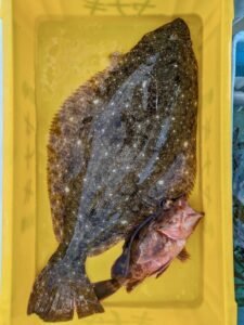 カサゴ・ヒラメ