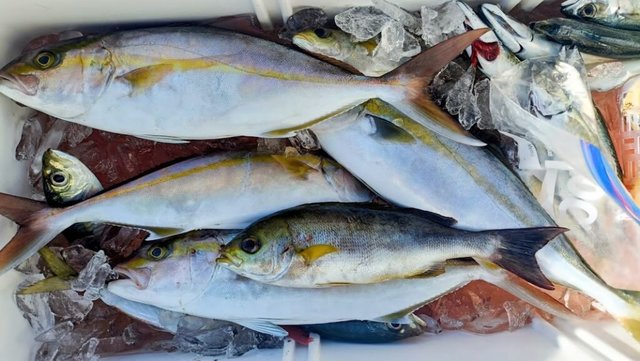 ネイリ(カンパチ)