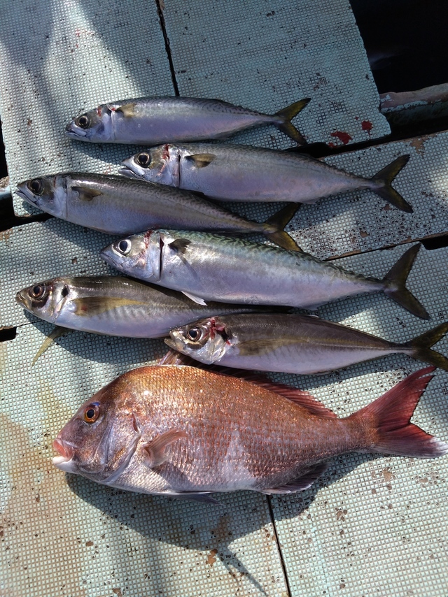 タイ(マダイ)・アジ(マアジ)・サバ(マサバ)
