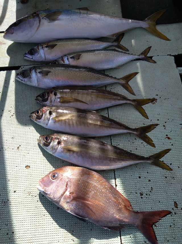 タイ(マダイ)・アジ(マアジ)・メジロ(ブリ)・サバ(マサバ)