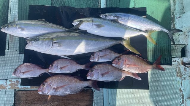 マダイ・ブリ・メジロ(ブリ)・サワラ