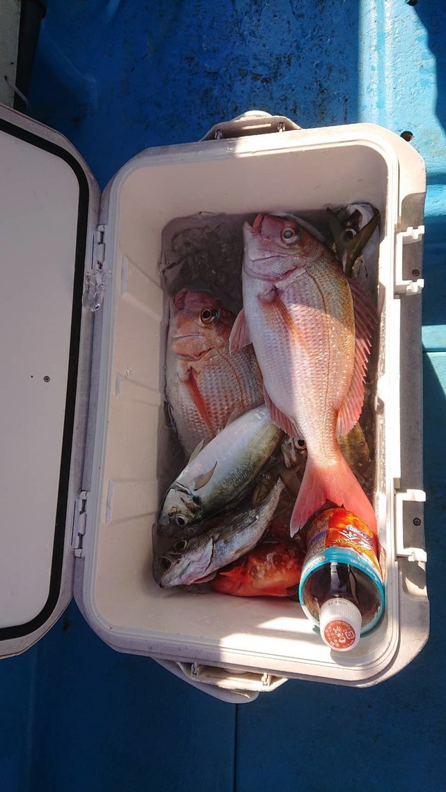 マダイ・アジ(マアジ)