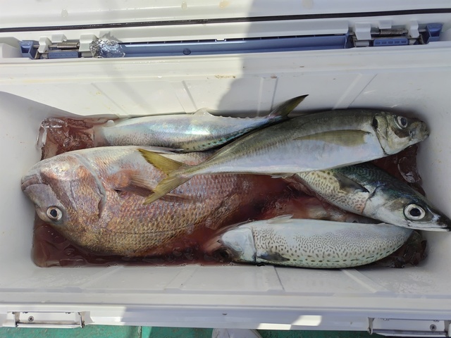 マダイ・アジ(マアジ)