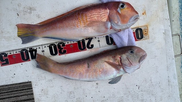 アマダイ(アカアマダイ)