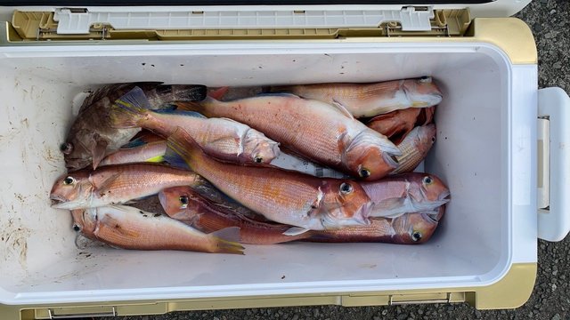 アマダイ(アカアマダイ)