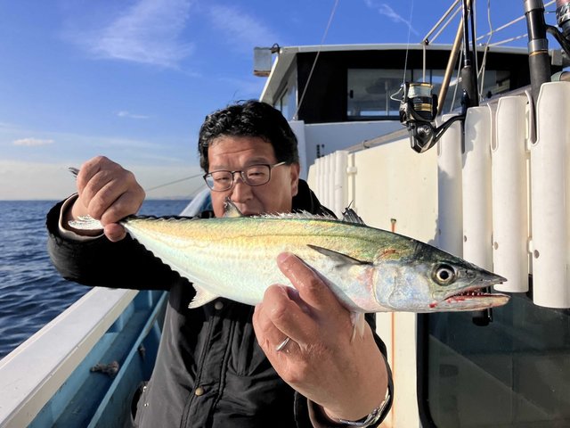 サゴシ(サワラ)