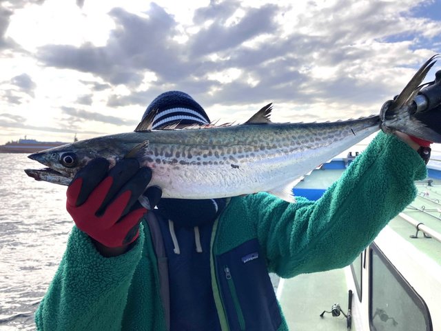 サゴシ(サワラ)