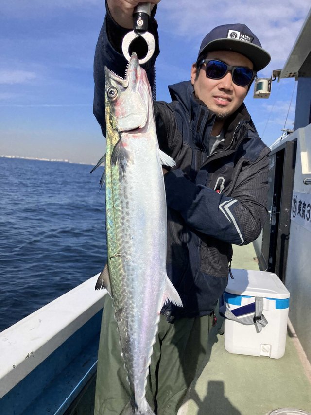 サゴシ(サワラ)