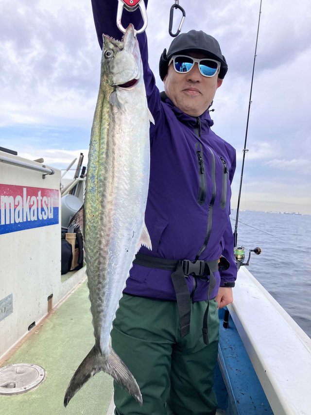 サゴシ(サワラ)