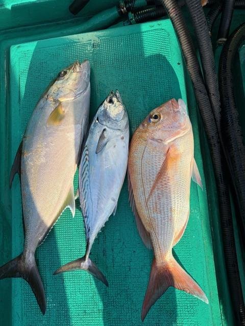 マダイ・ヒレナガカンパチ・ヤイト(スマ)