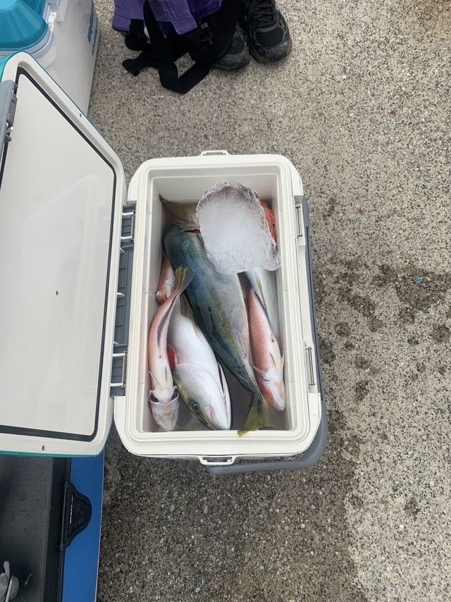 イナダ(ブリ)・アマダイ(アカアマダイ)