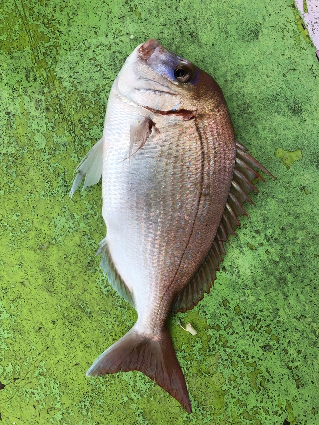 ハナダイ(チダイ)