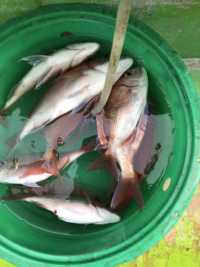 ハナダイ(チダイ)