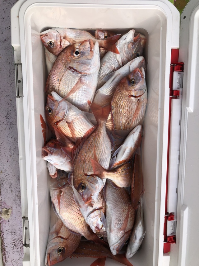 ハナダイ(チダイ)