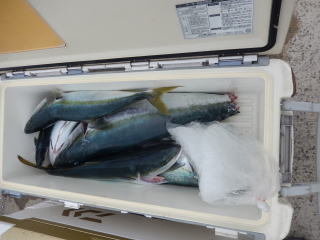 ブリ・イナダ(ブリ)