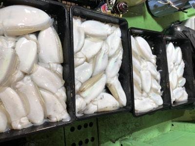 モンゴウイカ(カミナリイカ)