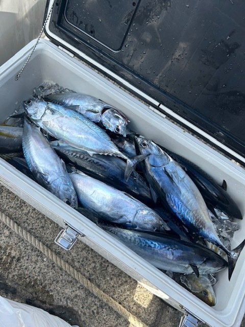 ヒラソーダ(ヒラソウダ)