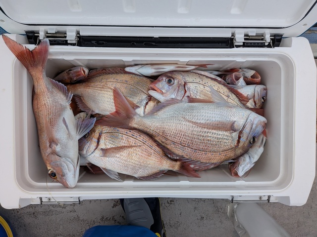 ハナダイ(チダイ)