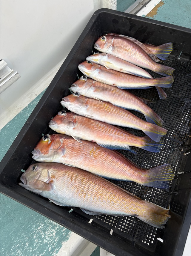 アマダイ(アカアマダイ)・シロアマダイ