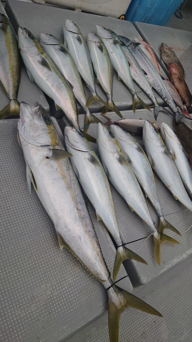 ヤズ(ブリ)・ヒラマサ