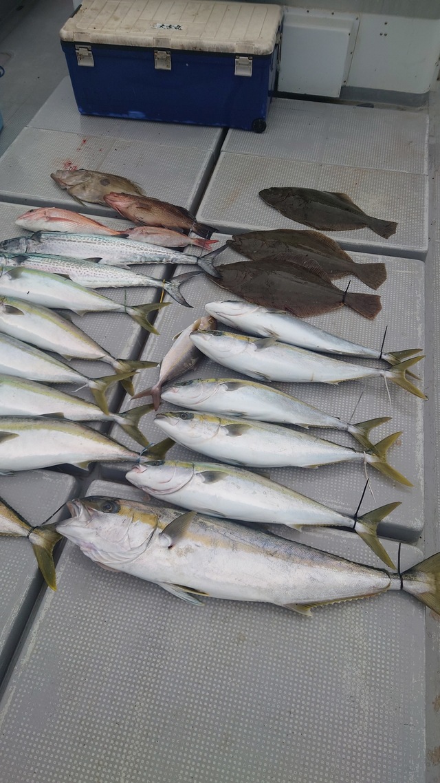 マダイ・ヤズ(ブリ)・ヒラマサ・ヒラメ