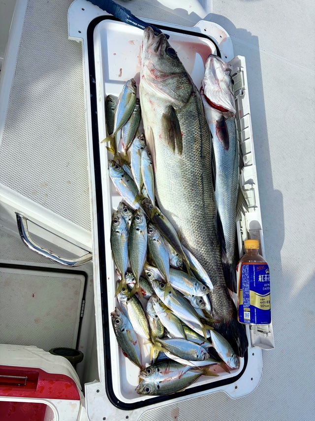 シーバス(スズキ)・マアジ