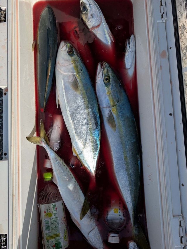 ハマチ(ブリ)・サバ(ゴマサバ)