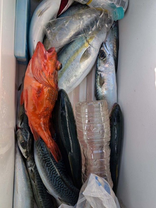 ハマチ(ブリ)・ウッカリカサゴ・サバ(ゴマサバ)